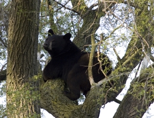 L'orso si riposa sull'albero (© CTV.ca)
